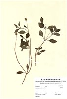 藏品(金鈕扣)的圖片